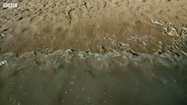 Why Are These Fish Beaching Themselves? | BBC Earth