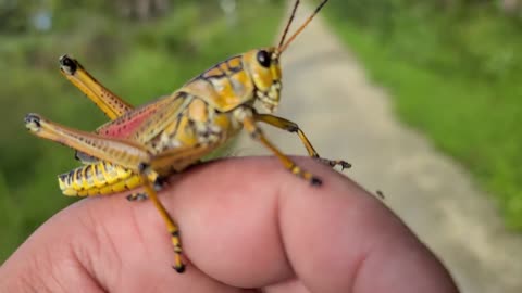 Large grasshopper locust I caught in Florida