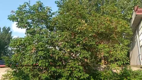 The tree is covered with red fruits