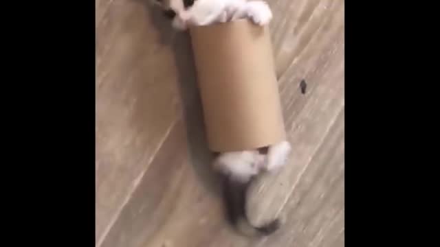 Animalitos traviesos