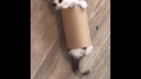 Animalitos traviesos