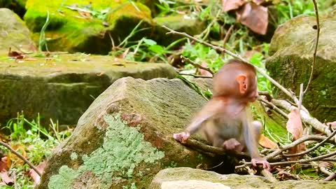 Mommy checking her baby funny, newest, viral, fyp monkey baby animal videos