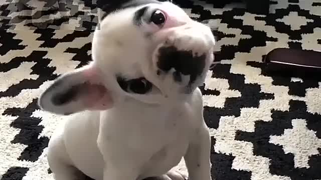 Curious dogs meet strangers