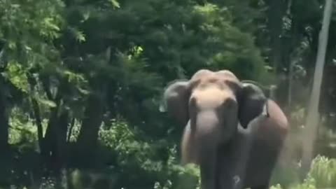 Elephant chasing the car