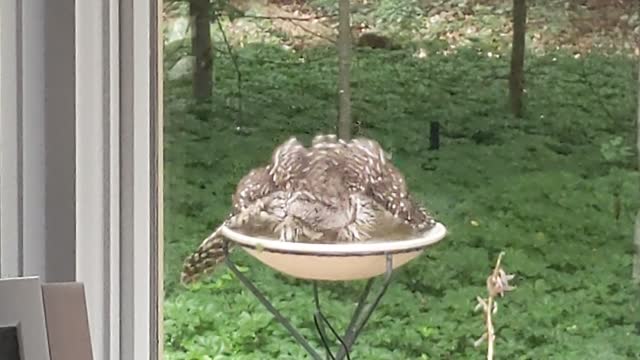 Pair of Owls Enjoy Bird Friendly Backyard