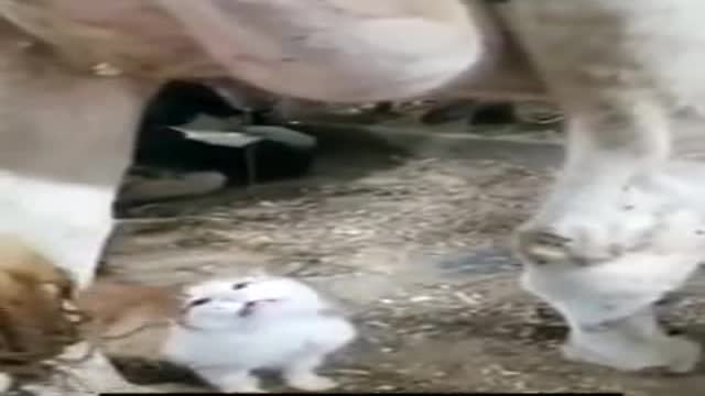 Cute Little Cat drinking milk directly from Cow's breasts