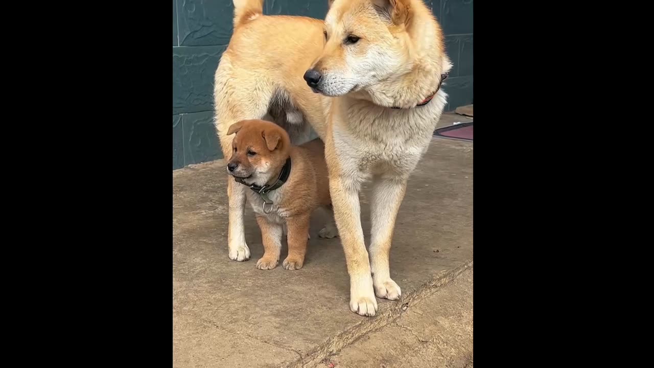 Funny 🤣 puppies dog playing with big dog 🐕 funny video