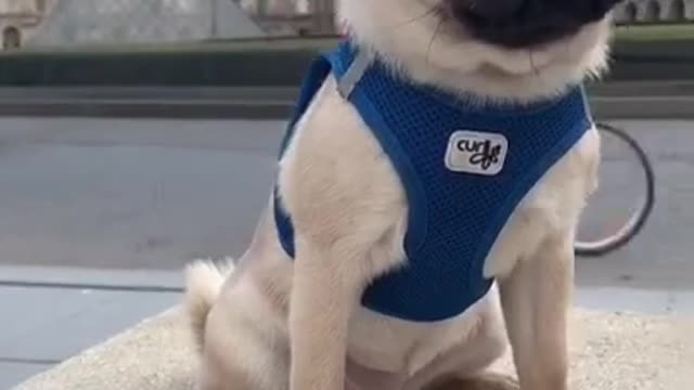 CUTE DOG - CUTE PUPPY PUG