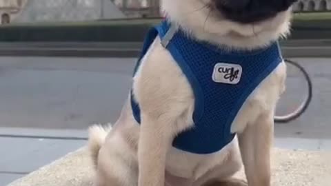 CUTE DOG - CUTE PUPPY PUG