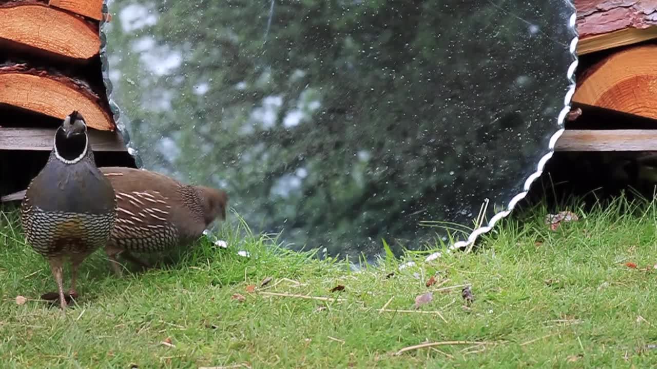 Californian quails fascinated by reflection in mirror