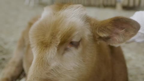 Person Petting a Calf on a Farm