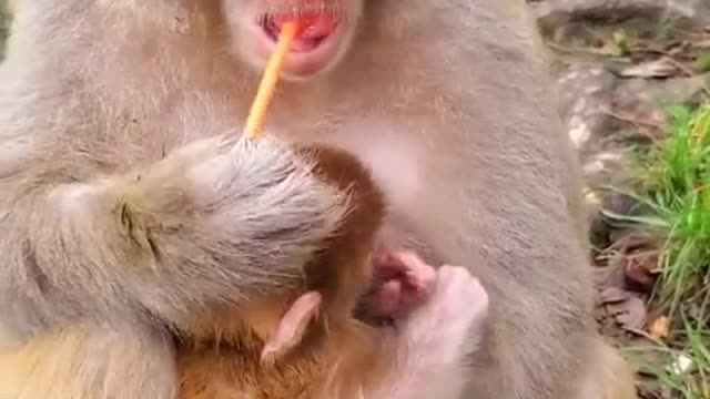 Cute monkey videos baby 😍 Licking a lollipop