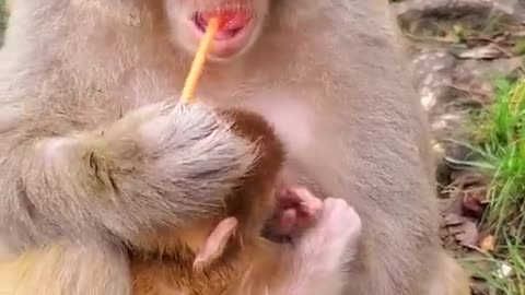 Cute monkey videos baby 😍 Licking a lollipop