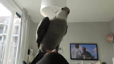 Cockatiel jammin to Brazilian song