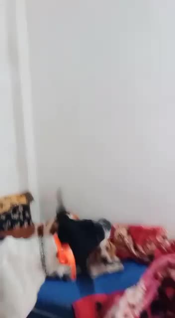 Train your dog by vibration