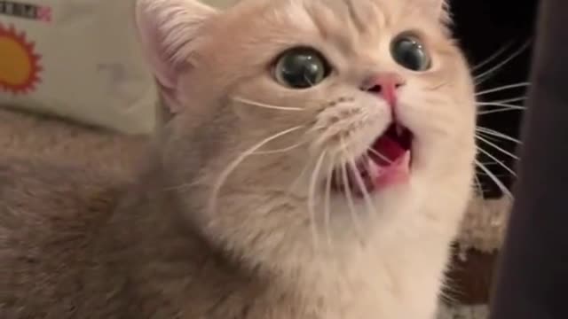 Funny cat meauwing on every moment
