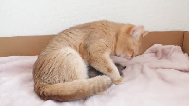 Although the color is different, the orange cat is his mother