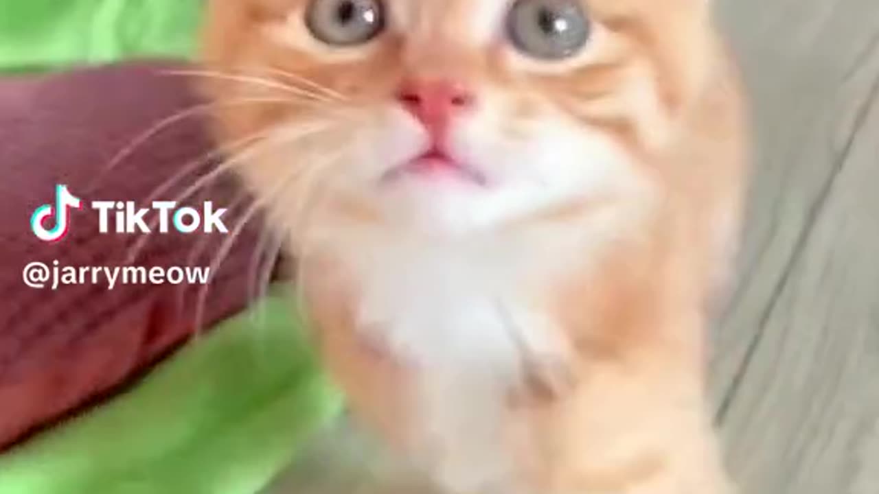 Funny Cat videos