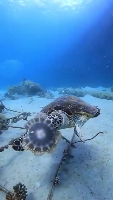 A sea turtle eating a jellyfish