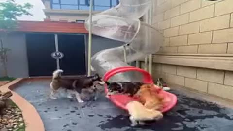 This dogs found their happiness❤️🐾🐶
