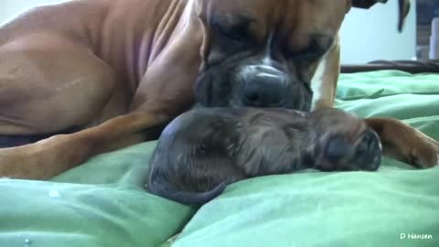 AMAZING DOG BIRTH