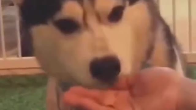 SO CUTE! Cute & Funny Animals Videos / Dogs and Cats #shorts
