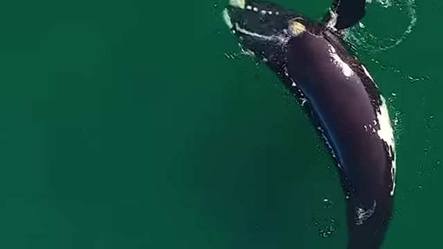 A giant whale approaches an unsuspecting paddleboarder