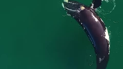 A giant whale approaches an unsuspecting paddleboarder