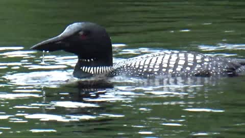 Loon