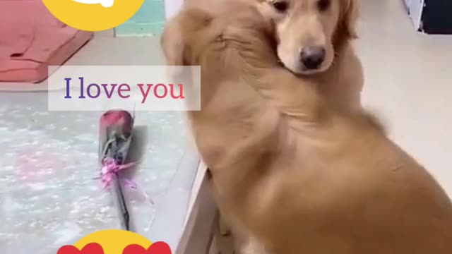 You Have Never Seen This - The Love Between Two Cute Dog | Amazing cute dog videos