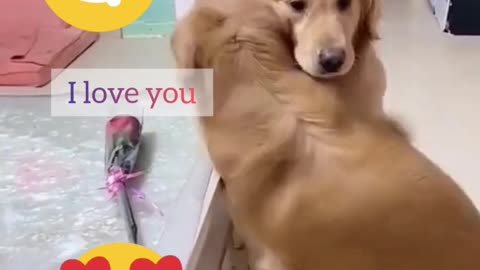 You Have Never Seen This - The Love Between Two Cute Dog | Amazing cute dog videos