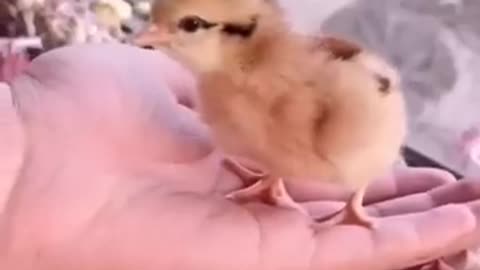 How A Chick Born From A Egg 🐣