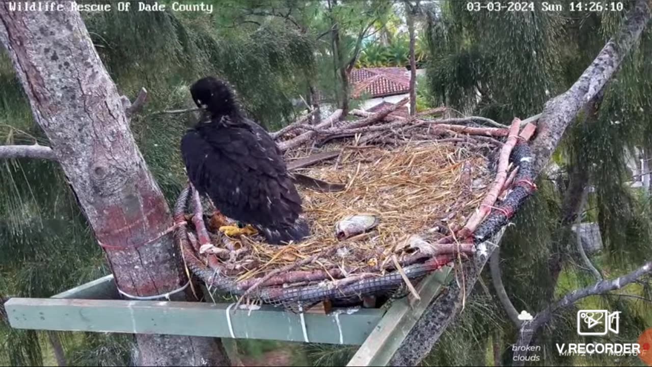 Fellow Victim Crying like a Kuk Lozah on Skatties