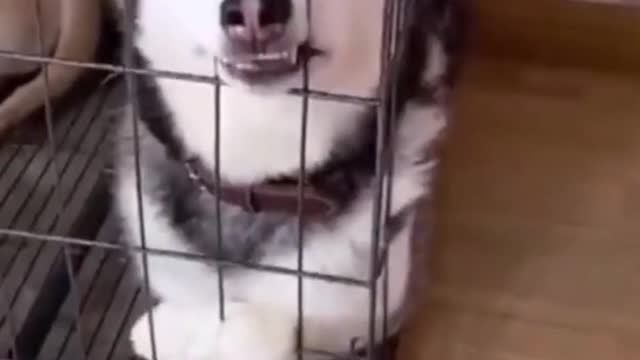 Cute dogs