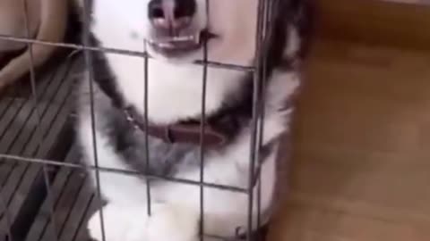 Cute dogs