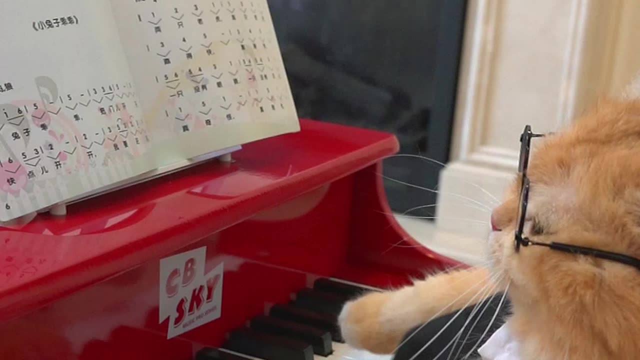 This should be the first cat on the Internet that can play the piano, right