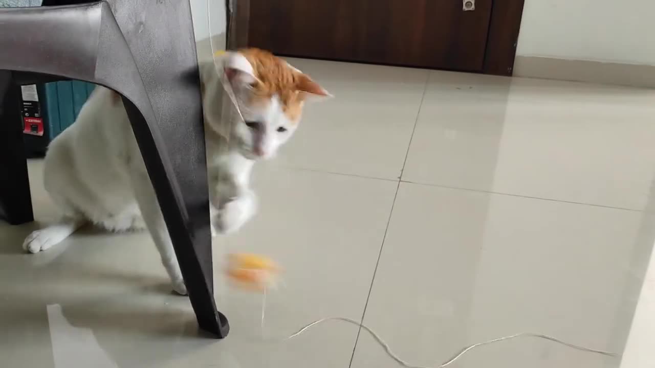 Cute cat 🐱 funny moment 🥰😍