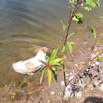 Cute pup keeps dipping her nose in water to cool off