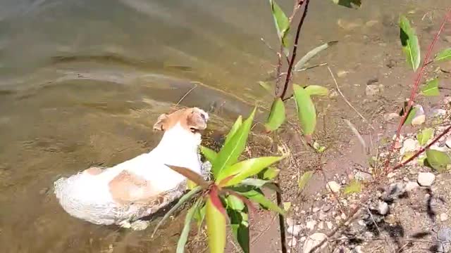 Cute pup keeps dipping her nose in water to cool off