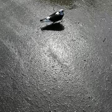 A dove walks along the road.