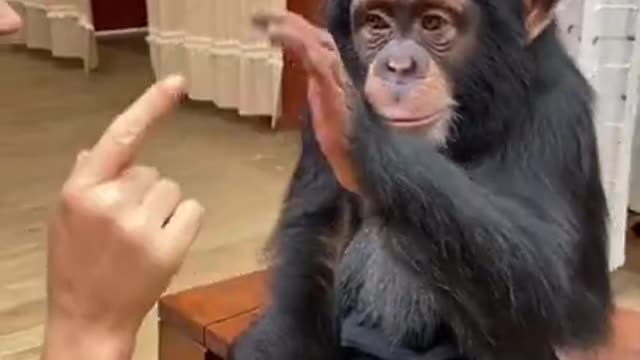 #kiss#monkeykiss#lovemonkey