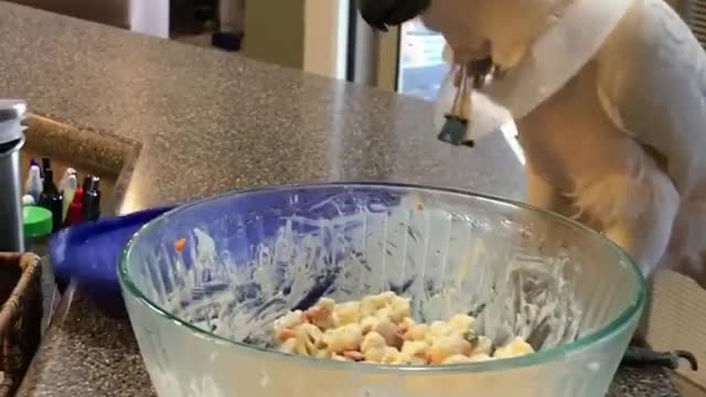 Collab copyright protection - white bird opens lid eats macaroni