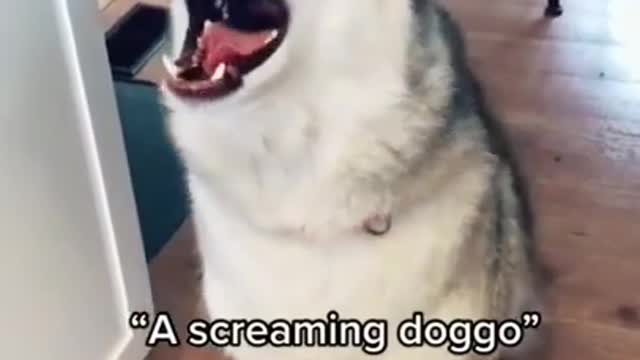 I need this to be my alarm in the morning 😂 funny dog video