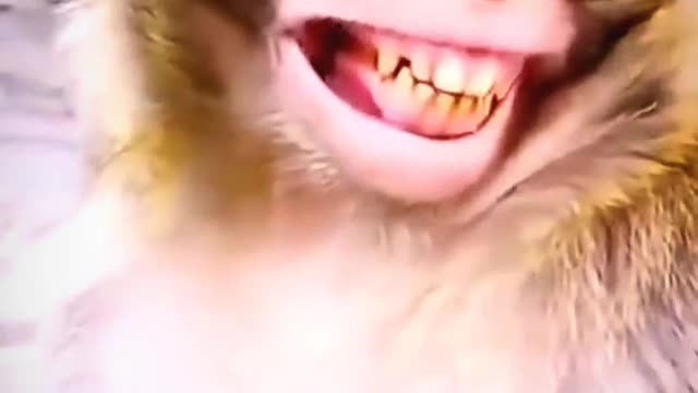 monkey funny haha || Monkey Funny Video #shorts #trending #tiktok #bmanimallovers 😂💩