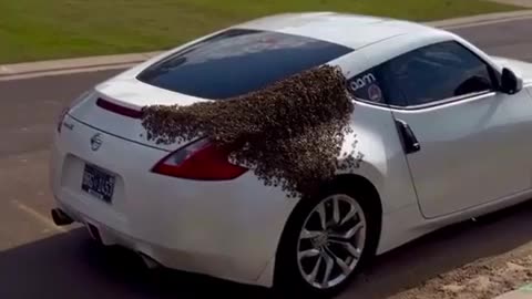 Queen Bee loves Nissan 300Z