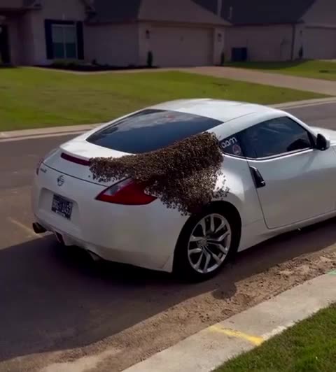 Queen Bee loves Nissan 300Z
