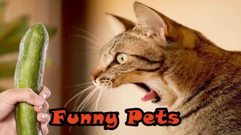 Funny afraid cat