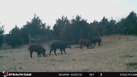 Monday 7th March 2022 pigs and piglets