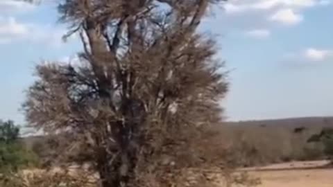Cheetah ....