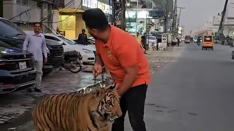 Tiger man